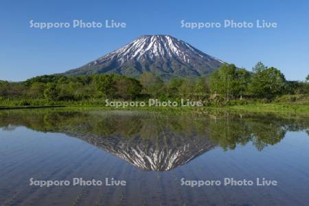 早苗の水田と羊蹄山