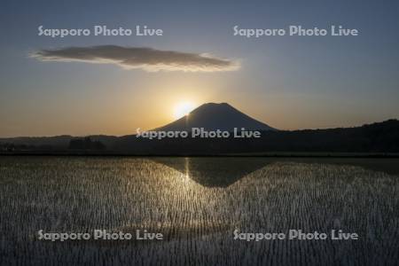 日の出の水田と羊蹄山