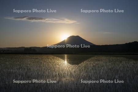 日の出の水田と羊蹄山