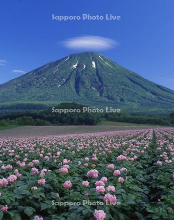 羊蹄山
