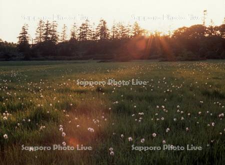 夕陽とワタスゲ咲く神仙沼