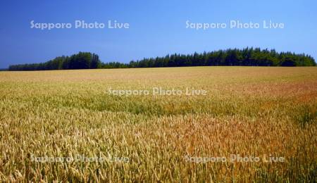 収穫間近の小麦畑