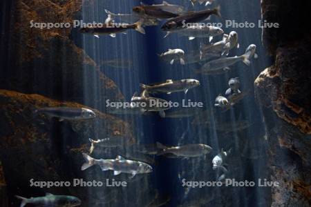 山の水族館　ヒメマス