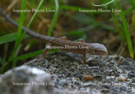 ニホンカナヘビ