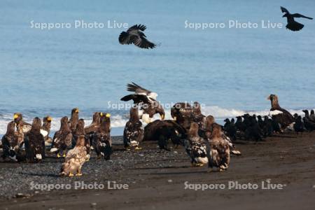 トドの食事の順番待ちをするワシとカラス