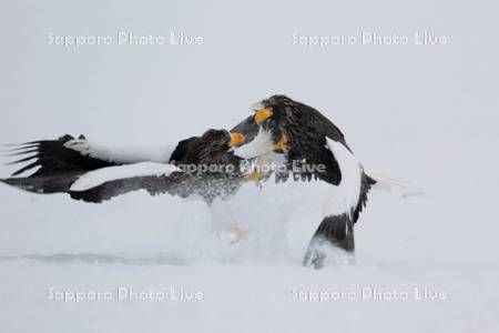 蹴りを入れるオオワシ