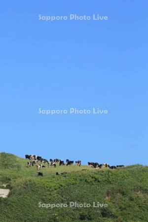 大空と草原の牛