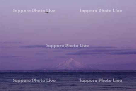 利尻山と夜明けの海ワシ　