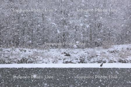 オオワシとぼたん雪