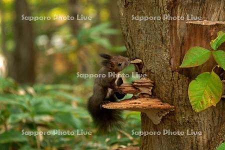 キノコ（サルノコシカケ）を食べるエゾリス