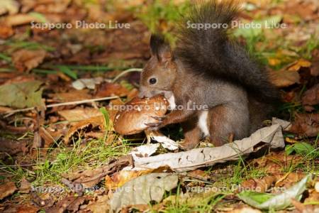 キノコを食べるエゾリス