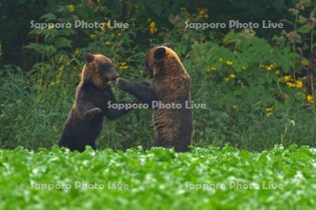 ヒグマとビート畑