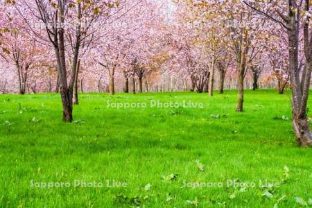 聖台ダム公園の桜