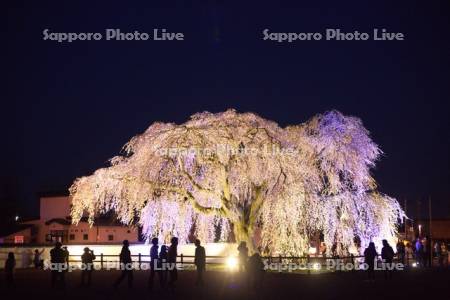 法亀寺の枝垂桜