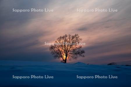 夕陽と木