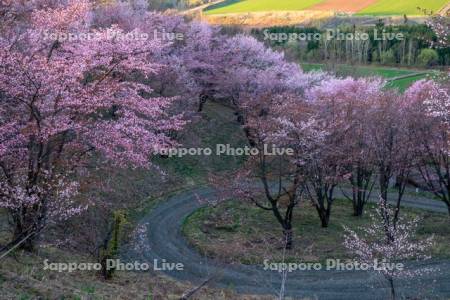 深山峠の桜