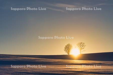 親子の木と夕陽