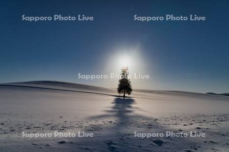 クリスマスツリーの木　夕景