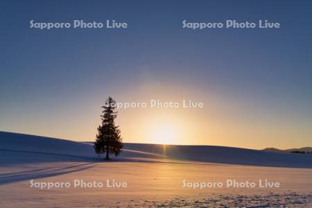 クリスマスツリーの木　夕景