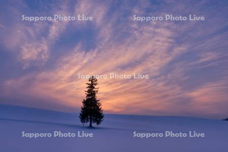 クリスマスツリーの木　夕景