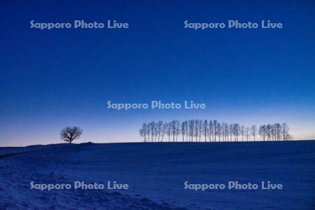 白樺並木　夕景