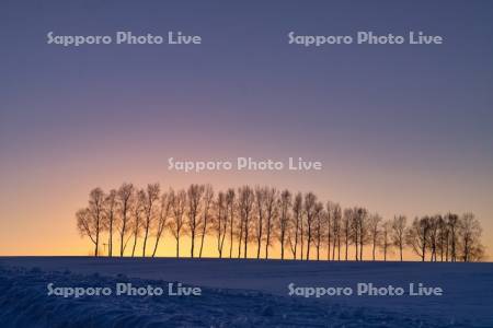 白樺並木　夕景