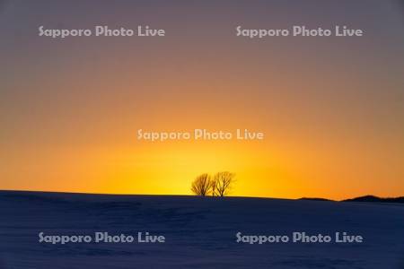 親子の木と夕日