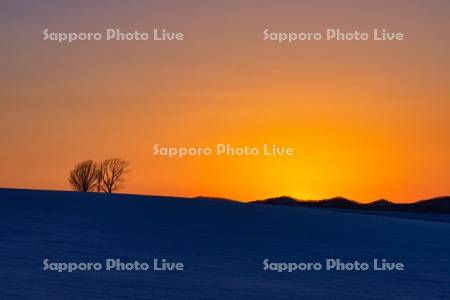 親子の木　夕陽