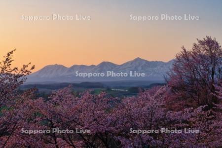 深山峠の桜と朝焼け