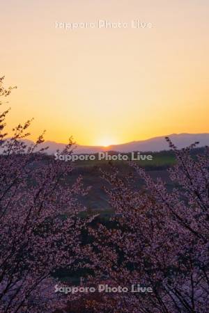 深山峠の桜と日の出