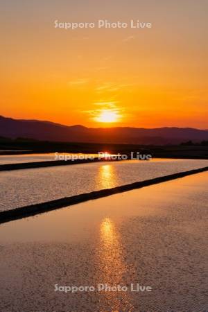 田んぼと夕日