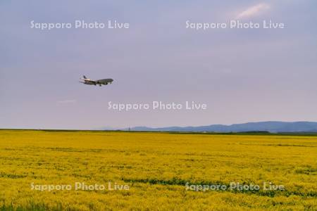 飛行機と菜の花畑