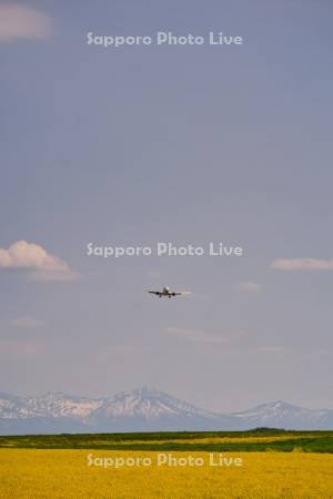 飛行機と菜の花畑