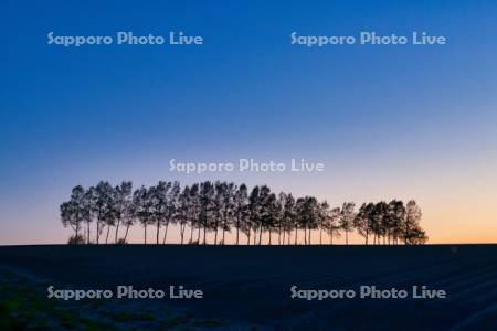 シラカバ並木夕景