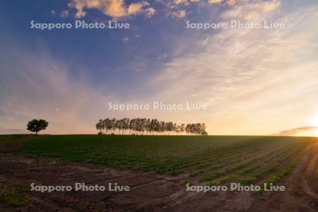 セブンスターの木と白樺　夕景