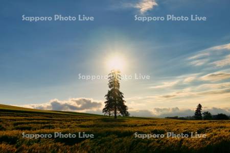 クリスマスツリーの木　夕景