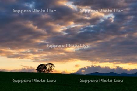 夕陽と親子の木