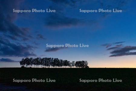 白樺並木　夕景