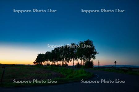 シラカバ並木夕景