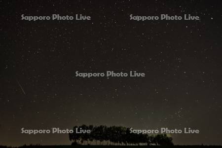 シラカバ並木と星空