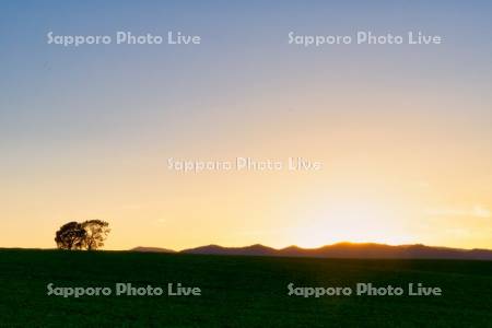 親子の木夕景