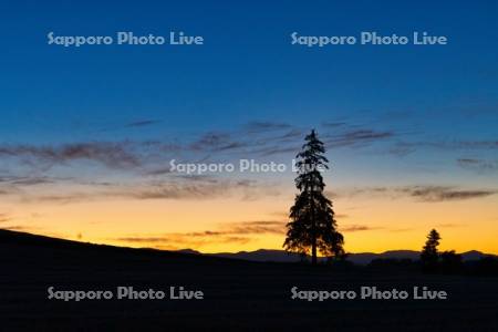 クリスマスツリーの木夕景