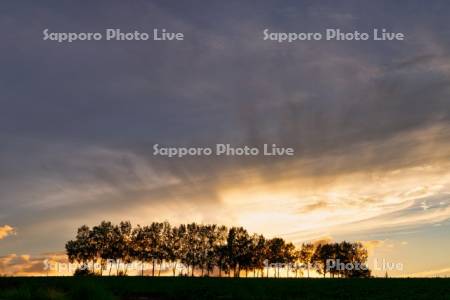 シラカバ並木の夕景