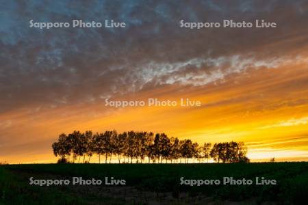 シラカバ並木　夕景