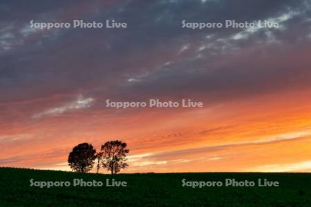 親子の木　夕景