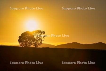 親子の木と夕日