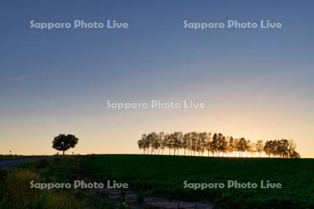 セブンスターの木と白樺並木夕景