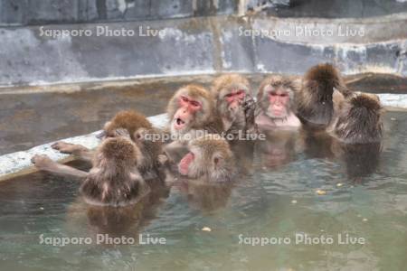 熱帯植物園のニホンザル