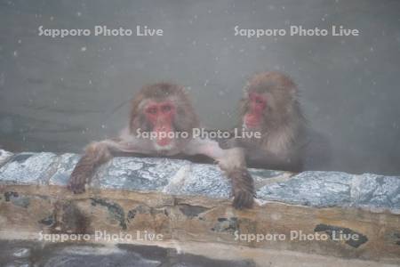 熱帯植物園のニホンザル