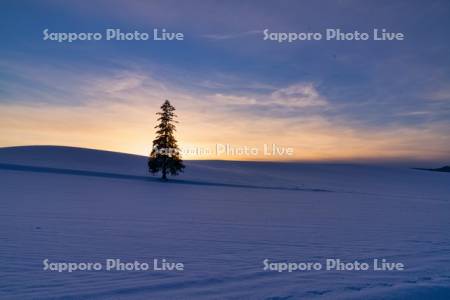 クリスマスツリーの木と夕陽